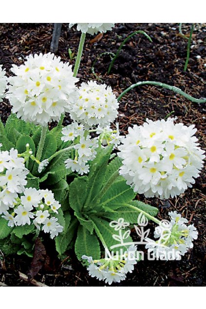 Primula denticulata ALBA - prvosenka zoubkatá