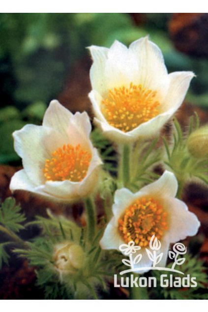 Pulsatilla vulgaris WHITE - koniklec