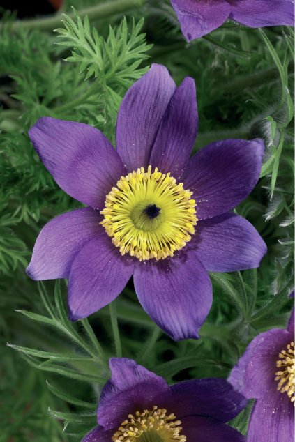High Res jpg Pinwheel Blue Violet Shades (70004255)