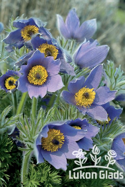 Pulsatilla vulgaris BLUE - koniklec