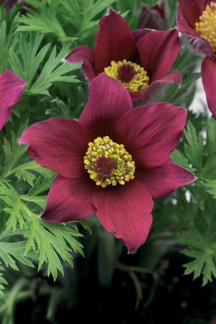 High Res jpg Pinwheel Dark Red Shades (70004263)