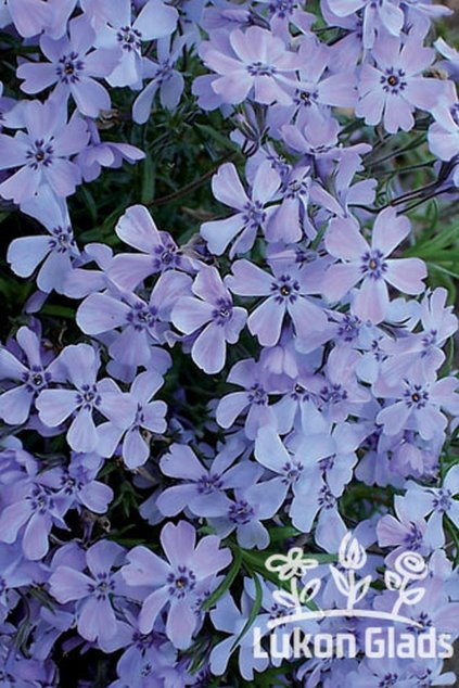 Phlox subulata EMERALD CUSHION BLUE - plamenka šídlovitá, flox