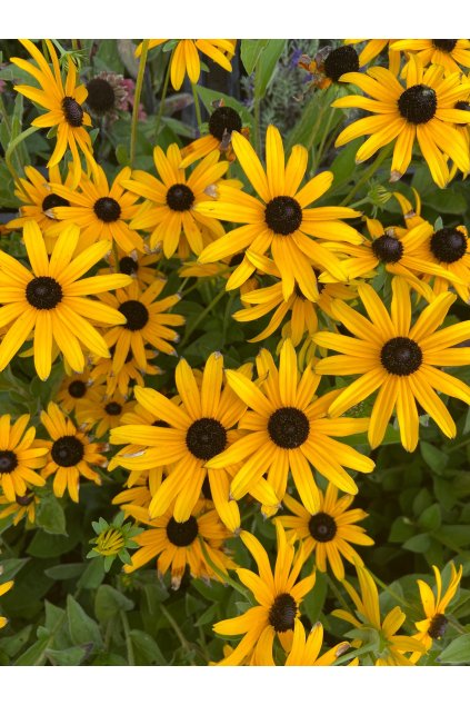 Rudbeckia fulgida GOLDSTURM - rudbékie, třapatka