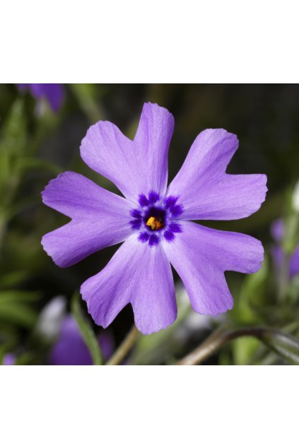Phlox subulata PURPLE BEAUTY