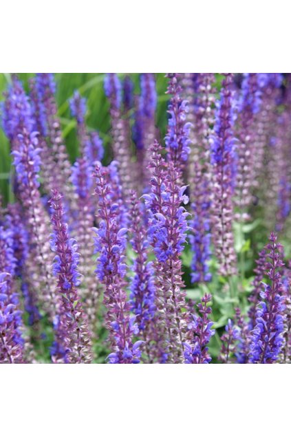 Salvia nemorosa blaukonigin