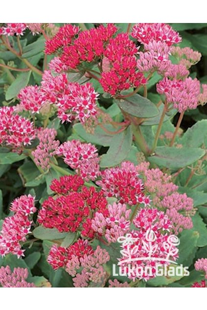 Sedum hybrid ABBEYDORE - rozchodník