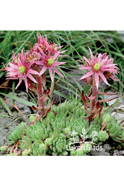 Sempervivum LONIGER - netřesk