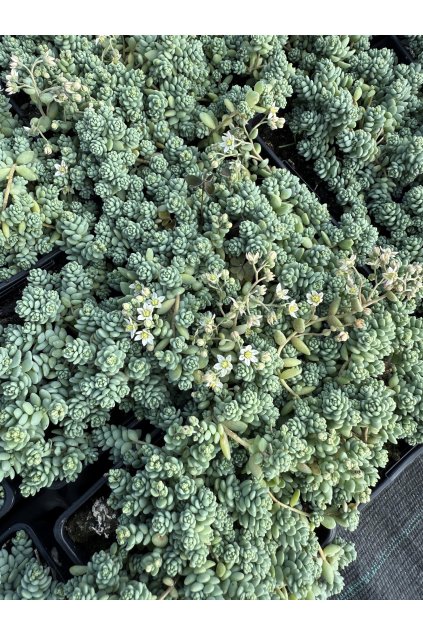 Sedum dasyphyllum - rozchodník