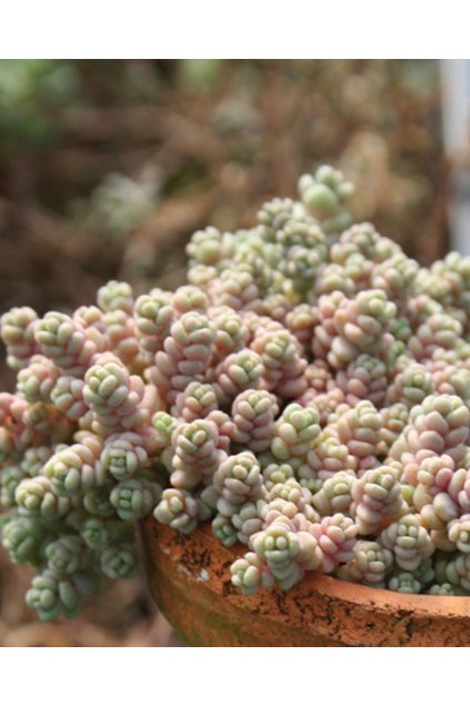 Sedum dasyphyllum - rozchodník