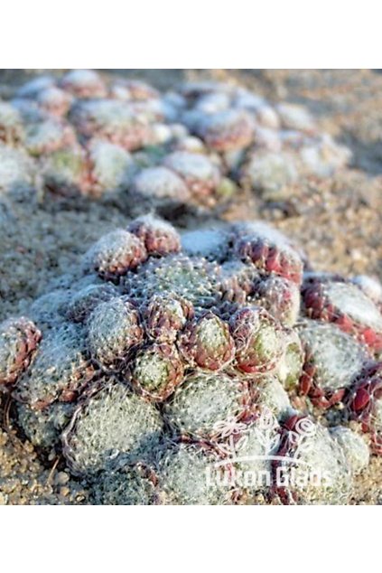Sempervivum smrzianum - netřesk