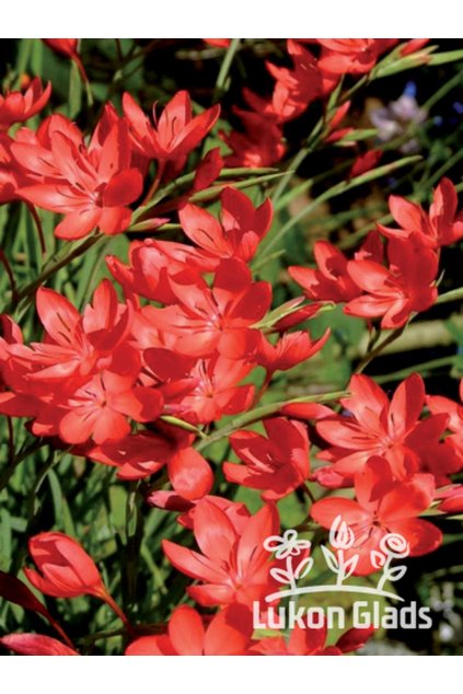 Schizostylis coccinea - říční lilie, lilie karmínová, podzimní mečík
