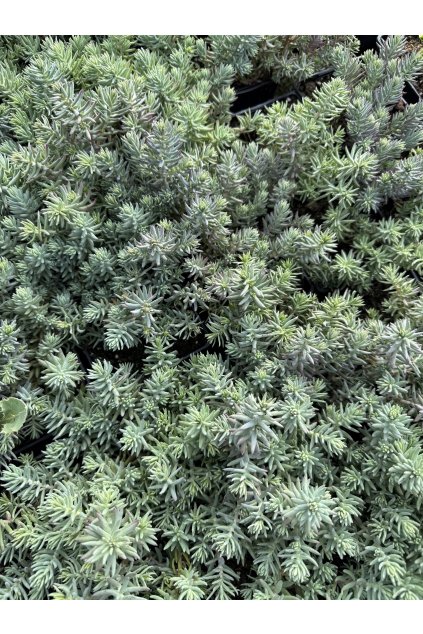 Sedum reflexum - rozchodník