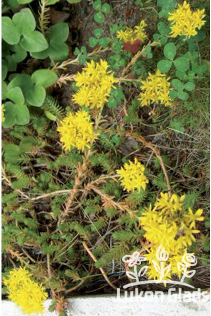 Sedum reflexum - rozchodník