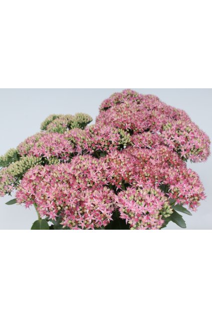 carl sedum hybrida 79763 2