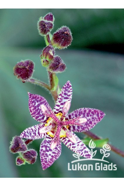 Tricyrtis formosana - liliovka, hadí lilie