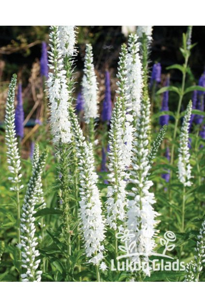 Veronica longifolia SCHNEERIESIN - rozrazil dlouholistý