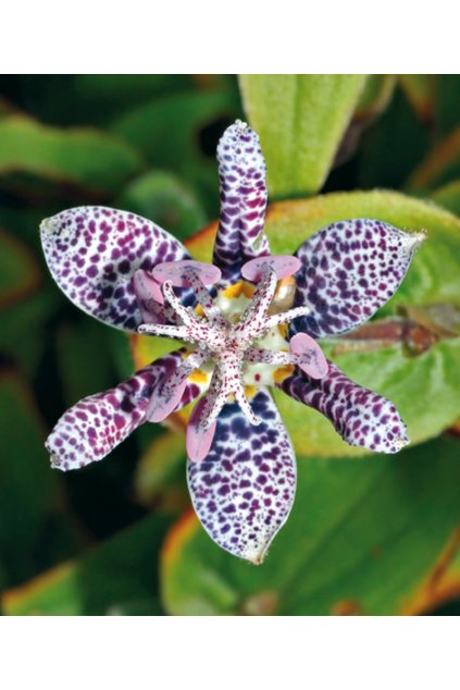 Tricyrtis hirta - liliovka, hadí lilie