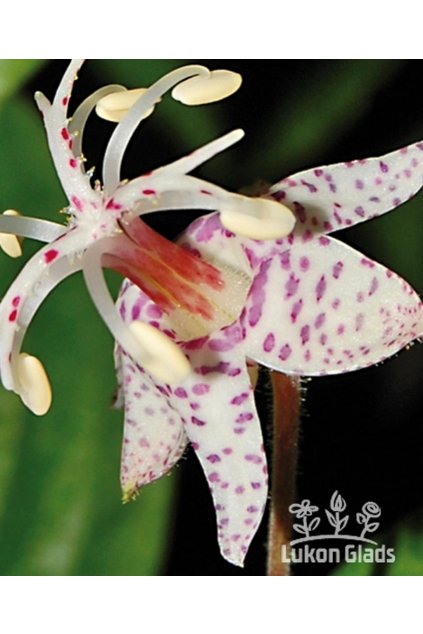 Tricyrtis macropoda - liliovka, hadí lilie