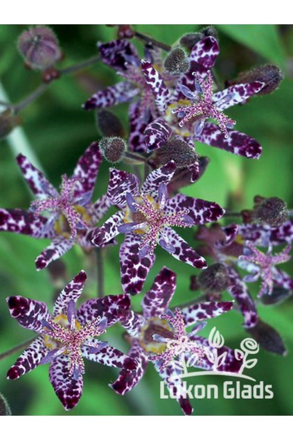 Tricyrtis formosana PURPLE BEAUTY - liliovka, hadí lilie