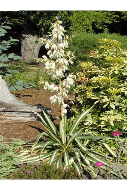 Yucca GOLD SWORD - juka