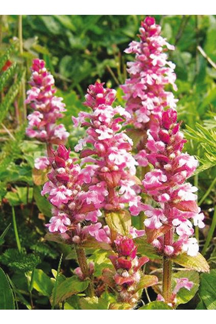 Ajuga reptans ROSEA - zběhovec plazivý