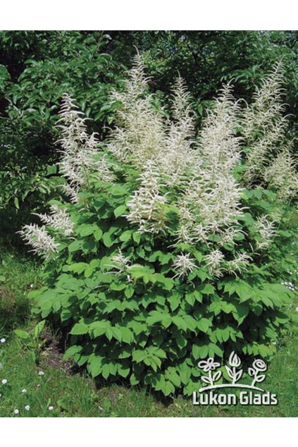 Aruncus dioicus - udatna lesní