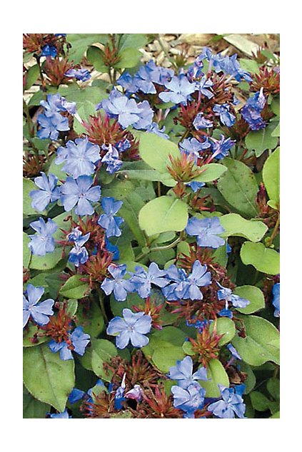 Ceratostigma plumbaginoides