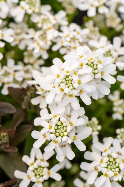 fishbeck iberis sempervirens 71510 1
