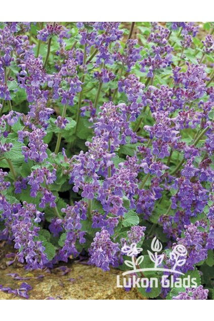 Nepeta faassenii – šanta