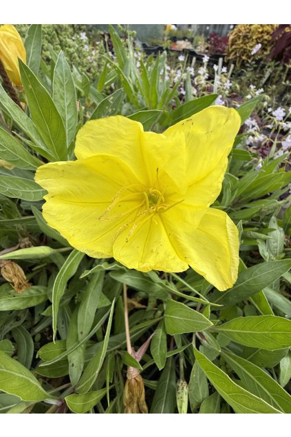 Oenothera macrocarpa (missouriensis) - pupalka velkoplodá