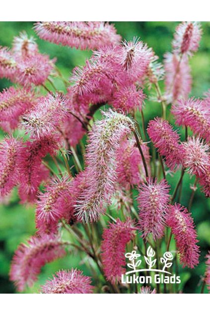 Sanguisorba OBTUSA - krvavec toten