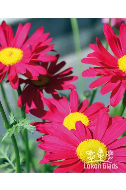 Tanacetum coccineum ROBINSON’S RED - vratič, kopretina šarlatová