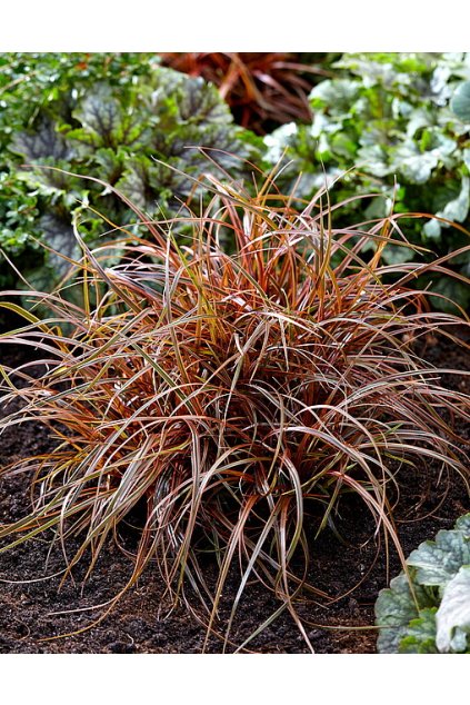 Uncinia rubra