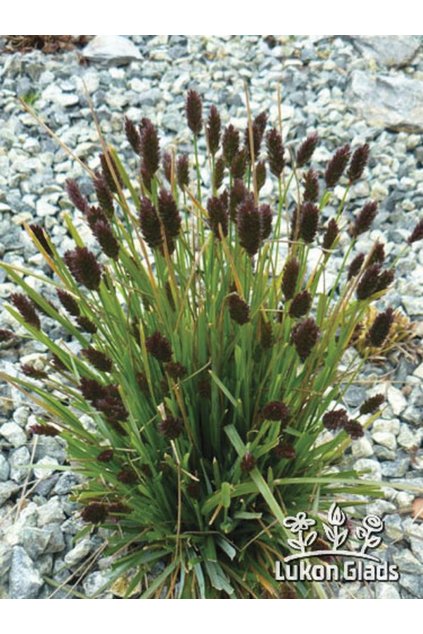 Sesleria heufleriana - pěchava Heuflerova