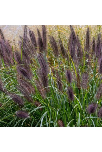 Pennisetum MOUDRY2