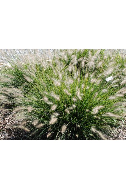 hameln pennisetum alopecuroides 79719 3