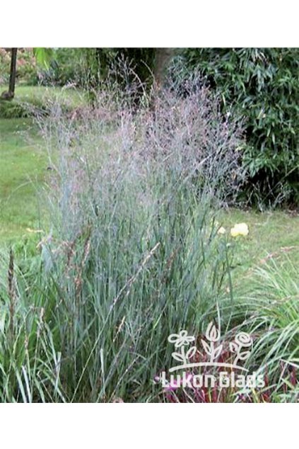 Panicum virgatum HEAVY METAL - proso