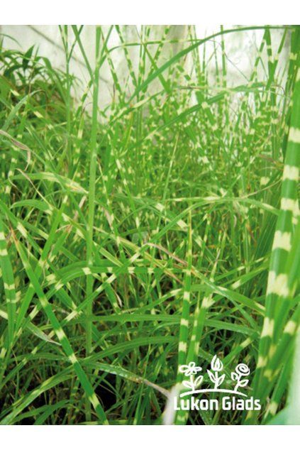 Miscanthus sinensis ZEBRINUS - ozdobnice čínská