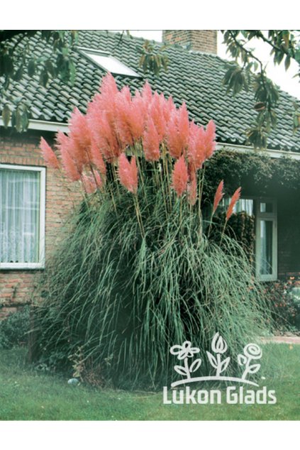 Cortaderia selloana PINK FEADER - kortadérie, pampová tráva