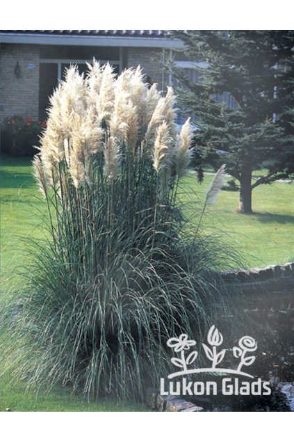 Cortaderia selloana WHITE FEADER - kortadérie, pampová tráva