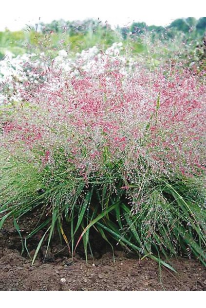 Eragrostis spectabilis - lipnice nachová