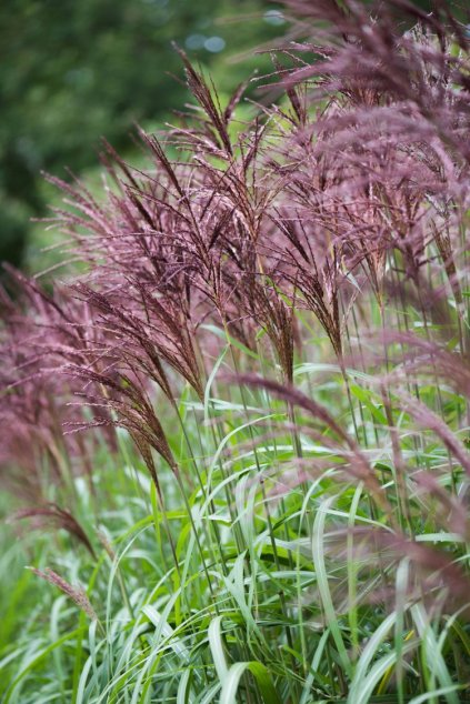 Miscanthus MALEPARTUS1