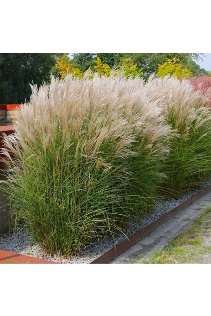 miscanthus klein silverspinne
