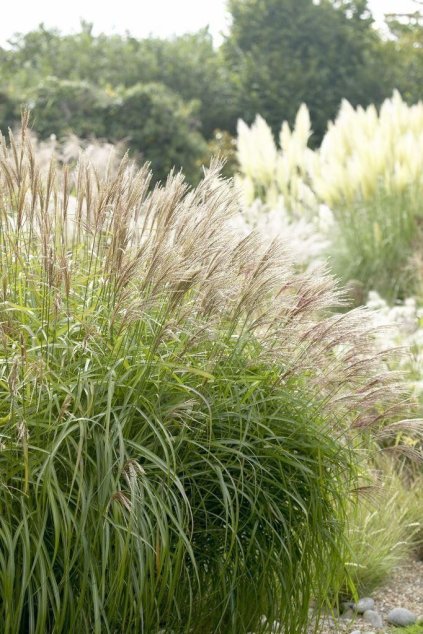 Miscanthus HERMANN MUSSEL