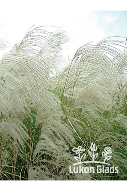 Miscanthus sinensis GRAZIELLA - ozdobnice čínská