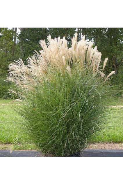 Miscanthus GRACILLIMUS3
