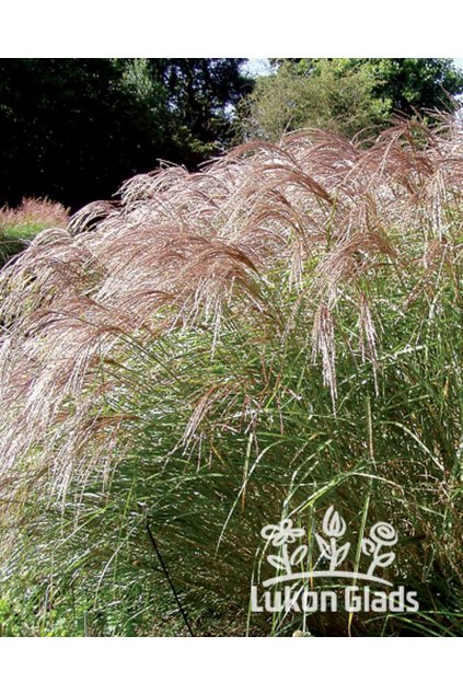 Miscanthus sinensis FLAMINGO - ozdobnice čínská
