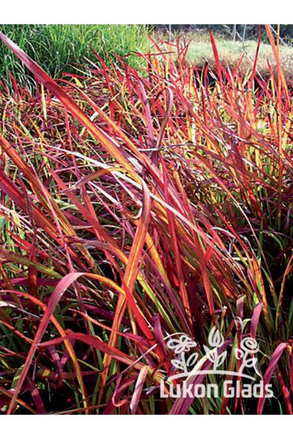 Imperata cylindrica RED BARON - japonská krvavá tráva, imperáta válcovitá