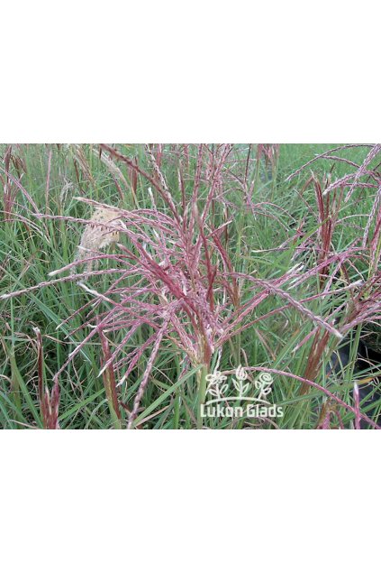 Miscanthus sinensis FERNER OSTEN - ozdobnice čínská