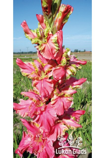 Mečík DELIRIUM - gladiolus